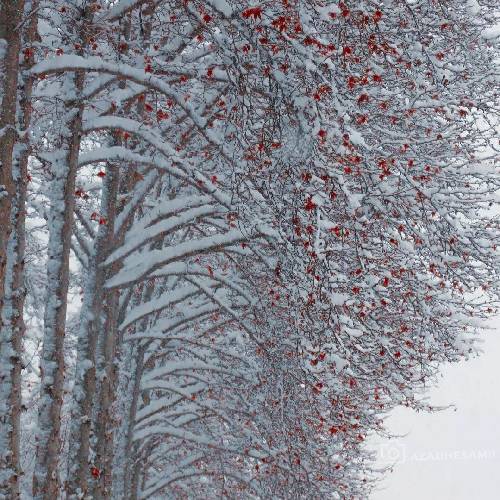 راستی اونجا ابدیه هه ملک با برگ سندیه زندگیا تو مسابقست یا اینکه نه